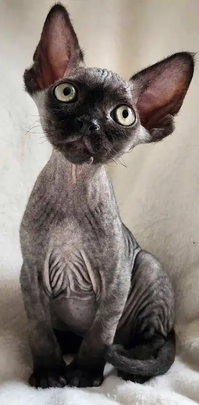 Devon-Rex, View more