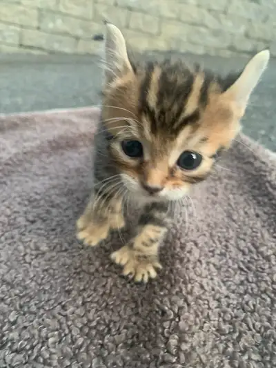 Highland Lynx pret à quiter maman Adorable et affectueux! un male 3 genes et 3 femelle 2 genes.. Pou...