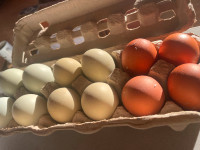 Mixed colour hatching eggs