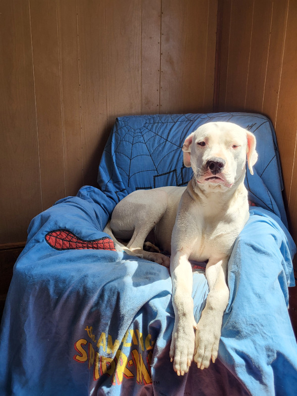 "URGENT" Dogo Argentino in Dogs & Puppies for Rehoming in Norfolk County - Image 3