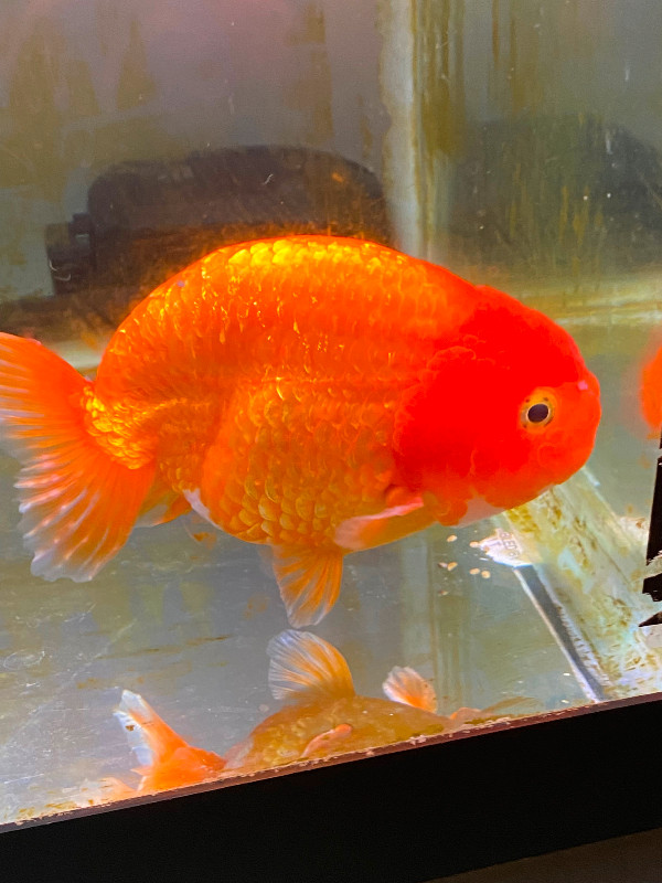 High quality fancy Goldfish for sale!! in Fish for Rehoming in Burnaby/New Westminster - Image 4