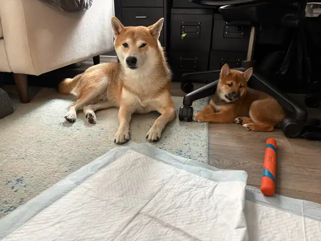 Purebred Shiba Inu Puppies Vaccinated, Microchipped & Home Raise in Dogs & Puppies for Rehoming in City of Toronto - Image 7