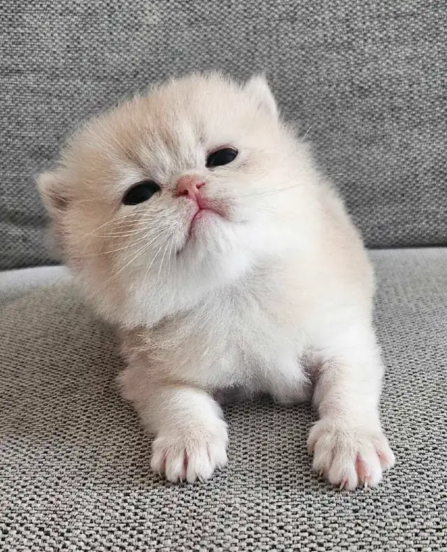 Purebred British shorthair kittens available  in Cats & Kittens for Rehoming in Longueuil / South Shore - Image 2
