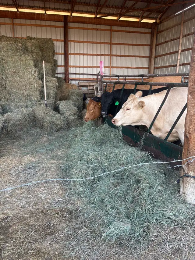 Small & Big hay bales for sale
