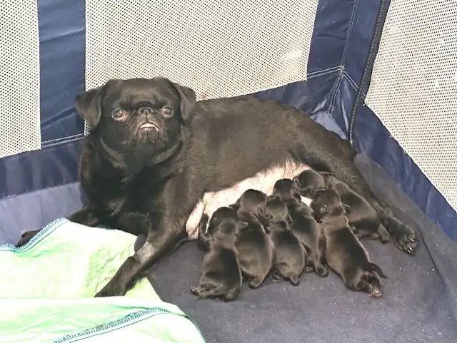 Brussels Griffon Puppies in Dogs & Puppies for Rehoming in Red Deer - Image 10
