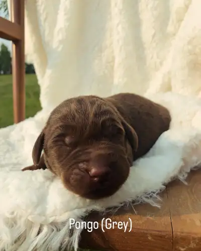 Chocolate Prairie Puppies has been breeding labs since 2016 and just had another litter of puppies....