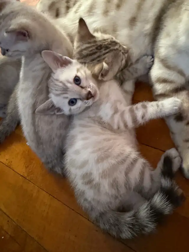 Gorgeous Snow Lynx Bengal Kittens Available in Cats & Kittens for Rehoming in City of Toronto - Image 6
