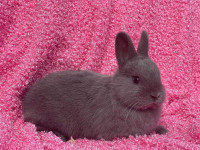 Netherland dwarf baby bunny rabbit