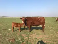 6 cow calf pairs