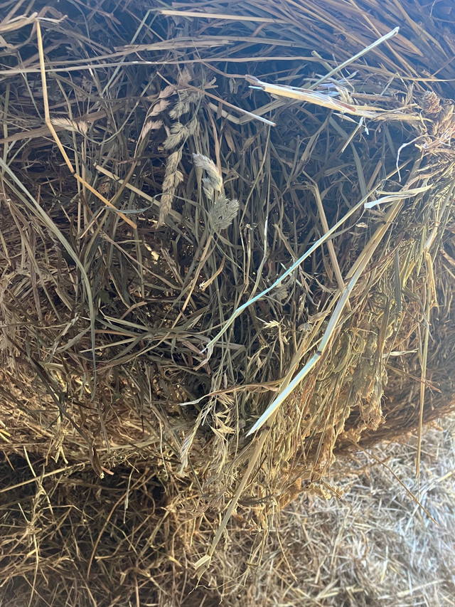 4x4 grass hay  in Livestock in Peterborough - Image 2