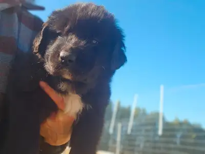 8 weeks old + and looking for new farms to hang out at. Price is very negotiable. I need these pups...