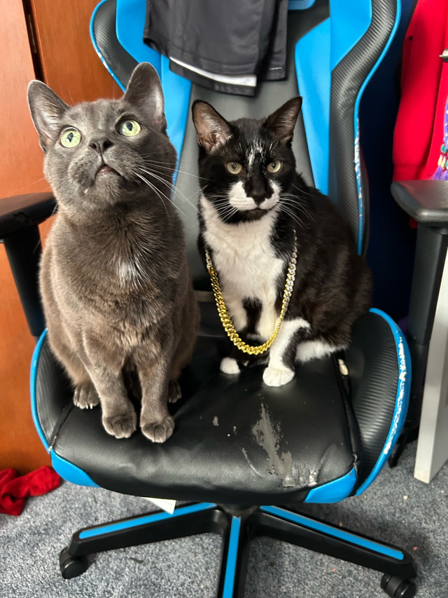 Cat grooming in Animal & Pet Services in Peterborough