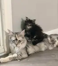 Gorgeous Maine Coon Kittens available for adoption 