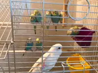 ***Multiple Budgie birds with cage (special price)