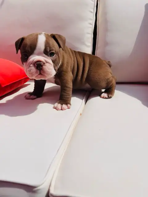 Olde English Bulldog puppies in Dogs & Puppies for Rehoming in Oshawa / Durham Region - Image 9