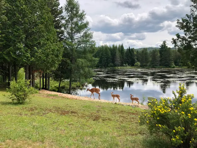 P'TIT TRAIN DU NORD - KM 39 - BORD DE L'EAU in Quebec in Canada - Image 7