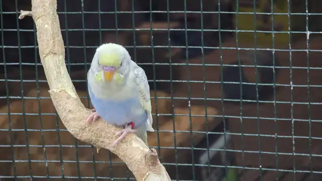 beautiful baby budgie in Birds for Rehoming in Brantford - Image 3