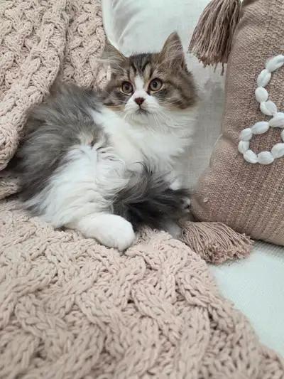 Chaton Siberien hypoallergene, View more
