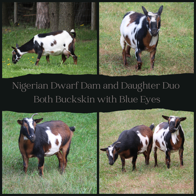Nigerian Dwarf Does (Pair), View more