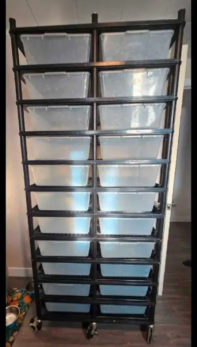 Snake Rack, View more