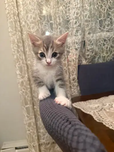Half Maincoon half Tabby kitten, View more