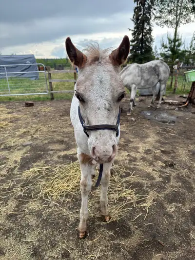 Cute AQHA/POA Appaloosa Weanling Gelding, View more