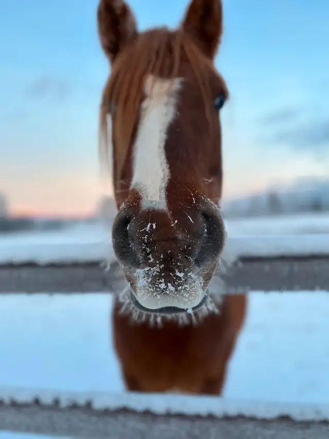 Companion horse / broodmare in Horses & Ponies for Rehoming in Edmonton - Image 8