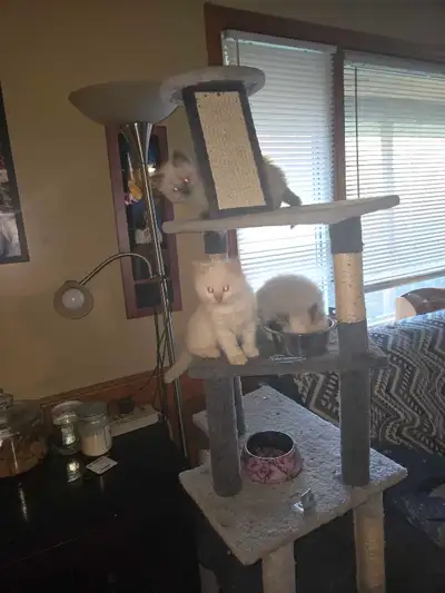Ragdoll Kittten For Sale, View more