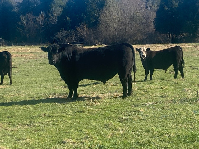 Black baldy bull  in Livestock in Trenton - Image 4