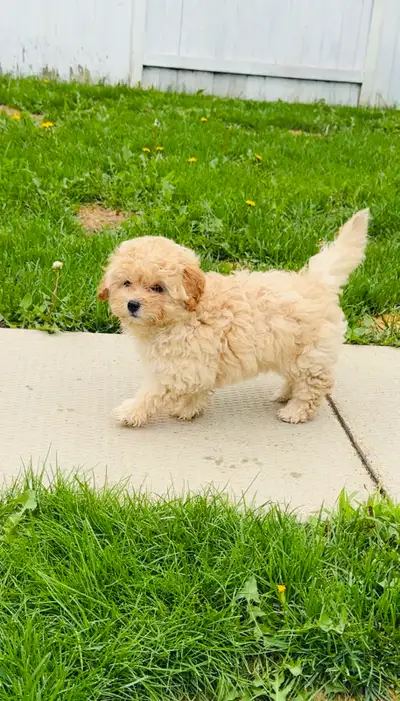Adorable Cream Maltipoo Girl – Ready for Her Forever Home!, View more