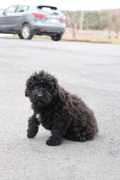 whoodle puppies for sale