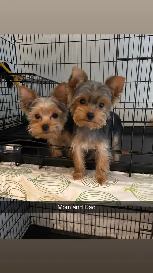 Adorable Purebred Yorkshire Terrier Puppies – Ready for Their Forever Homes! We have four precious p...