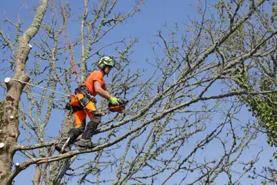 TREE REMOVAL TREE SERVICE, View more