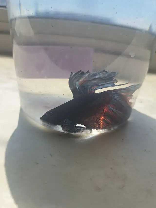 Betta Fish in Fish for Rehoming in Owen Sound - Image 5
