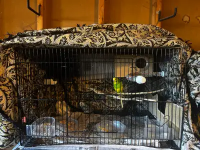 Budgies with cage and accessories , View more