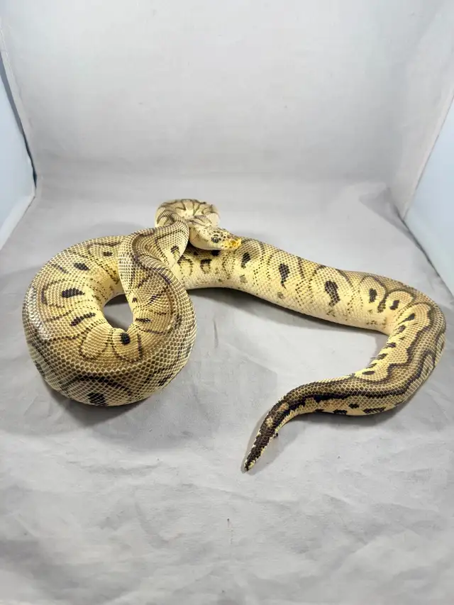 Ball python will trade | Reptiles & Amphibians for Rehoming | Oshawa ...