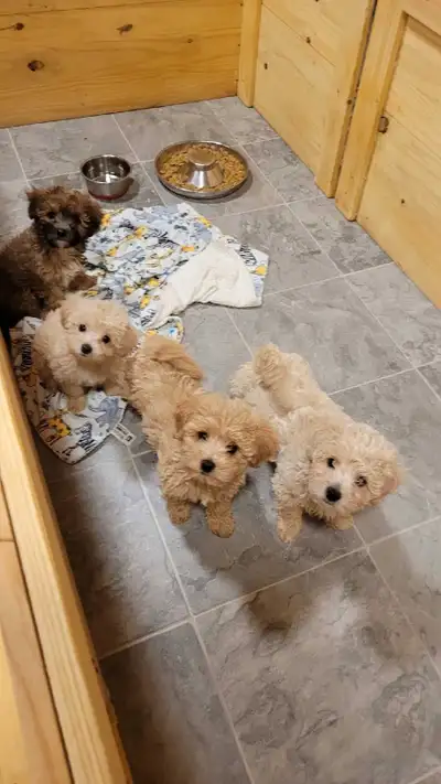 Maltipoo puppies, View more
