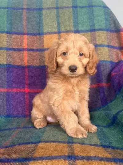 Cockapoo puppies, View more