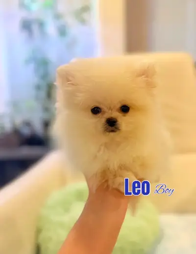 Tiny Pomeranian Maltese mix, View more