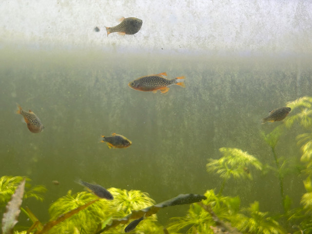 Celestial Pearl Danios in Fish for Rehoming in Edmonton