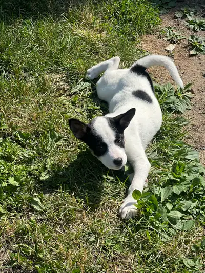 Dotty is looking for a loving home, View more