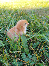 Day Old Rhode Island Red Chicks