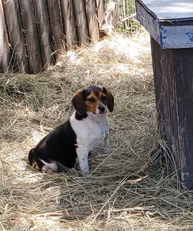 Purebred BEAGLE PUPPIES Pocket or Standard size!! Dogs & Puppies