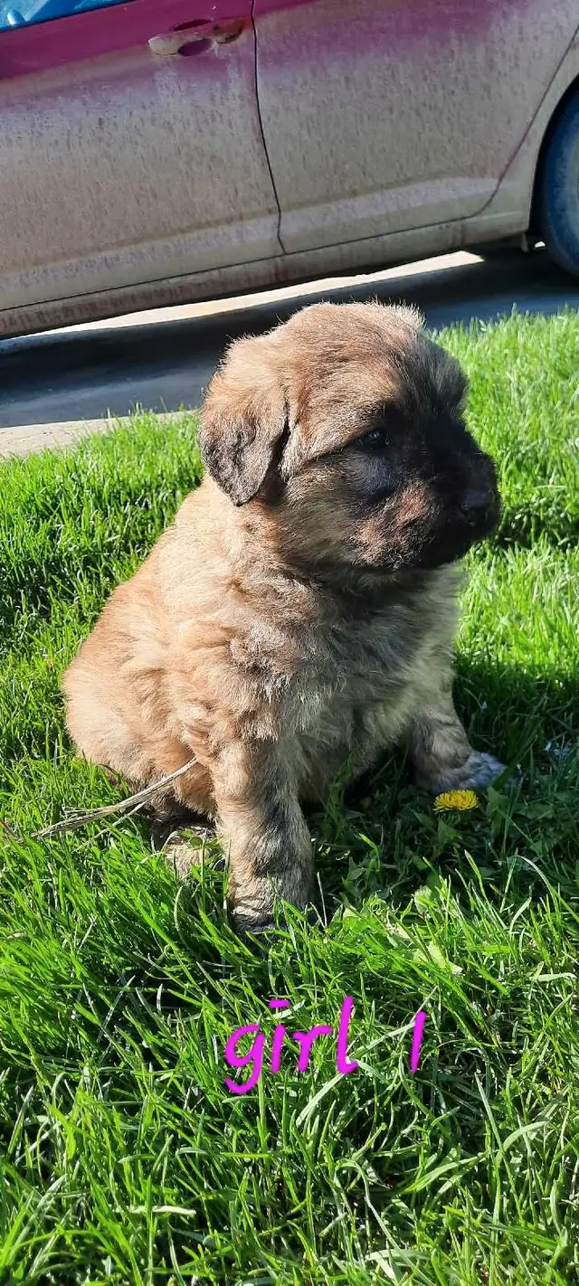 Beautiful 100% purebred bouviers in Dogs & Puppies for Rehoming in Red Deer - Image 3