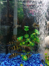 African Cichlids Zebra Obliquidens 3 Inches