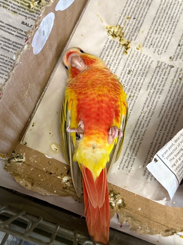 Suncheek conure for sale (trade interested) in Birds for Rehoming in City of Toronto