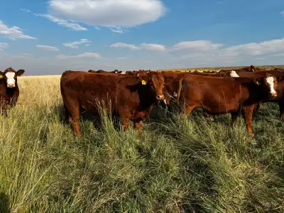 Approximately 35 solid red and 35 red white face simmental angus cross heifers. Synchronized and A.I...