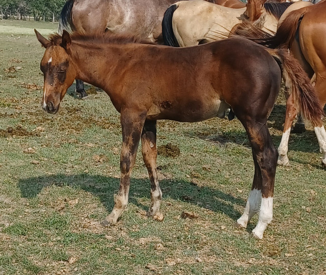 2021 aqha colt in Horses & Ponies for Rehoming in Brandon