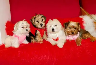 Morkie puppies mixe, View more