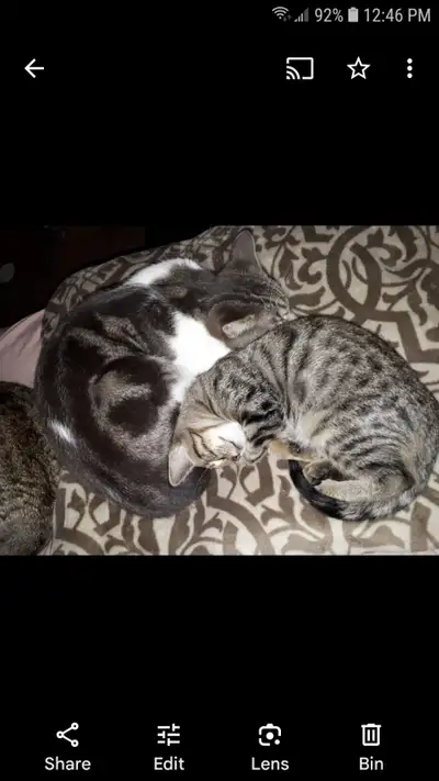 Very affectionate, been around kids and a dog , litter trained. Great emotional support in need of l...